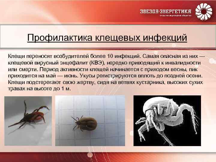 Клещи переносят возбудителей более 10 инфекций. Самая опасная из них — клещевой вирусный энцефалит