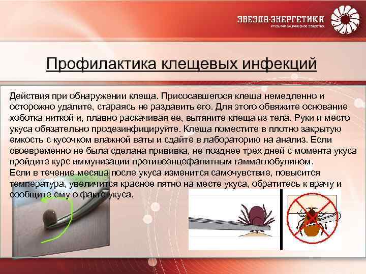 Действия при обнаружении клеща. Присосавшегося клеща немедленно и осторожно удалите, стараясь не раздавить его.