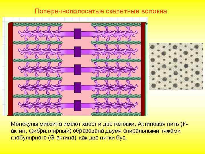  Поперечнополосатые скелетные волокна Молекулы миозина имеют хвост и две головки. Актиновая нить