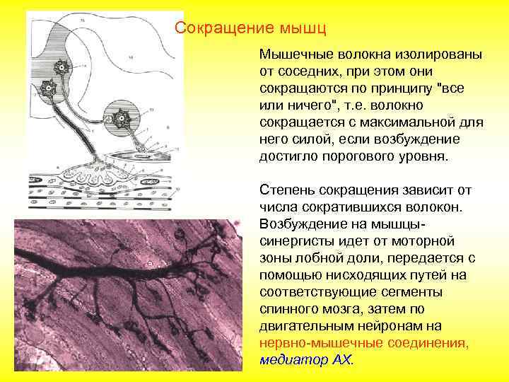 Сокращение мышц   Мышечные волокна изолированы   от соседних, при этом они