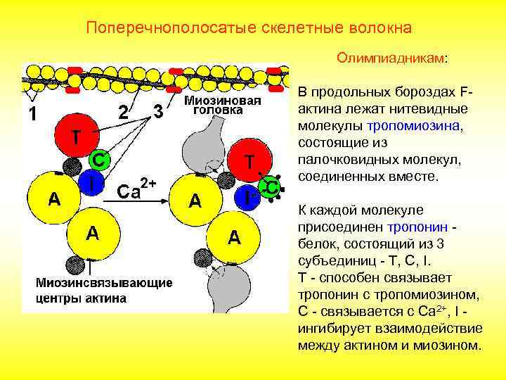 Поперечнополосатые скелетные волокна     Олимпиадникам:     В продольных