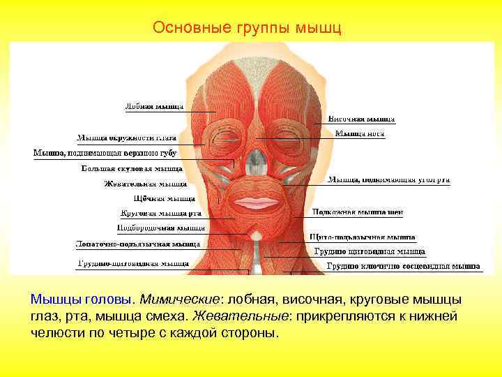     Основные группы мышц Мышцы головы. Мимические: лобная, височная, круговые мышцы