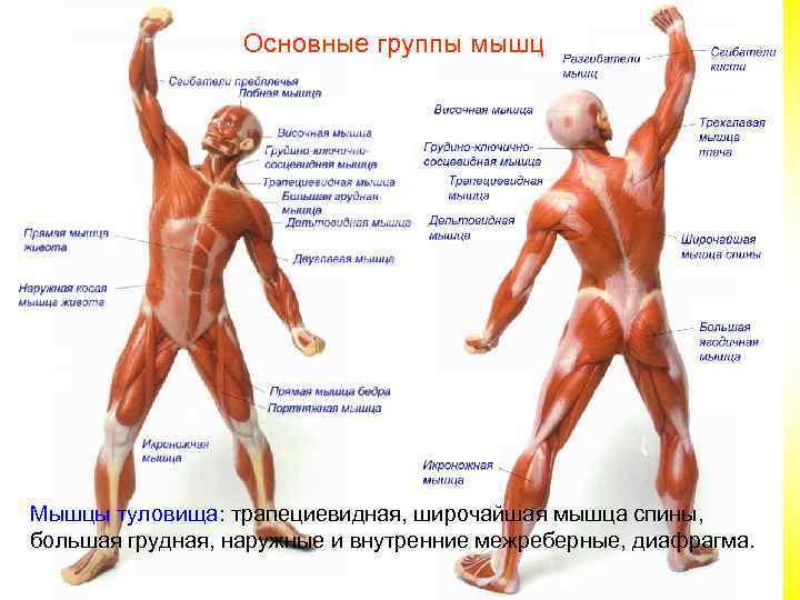    Основные группы мышц Мышцы туловища: трапециевидная, широчайшая мышца спины, большая грудная,