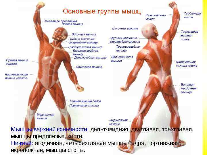    Основные группы мышц Мышцы верхней конечности: дельтовидная, двуглавая, трехглавая, мышцы предплечья,