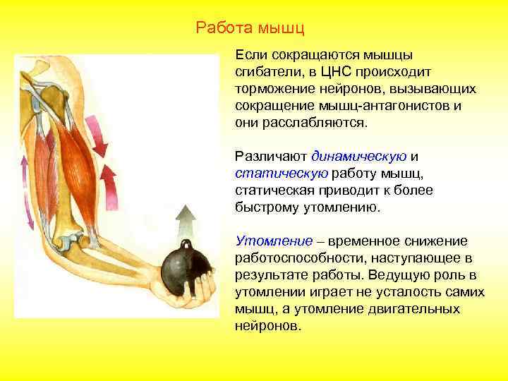 Работа мышц  Если сокращаются мышцы  сгибатели, в ЦНС происходит  торможение нейронов,