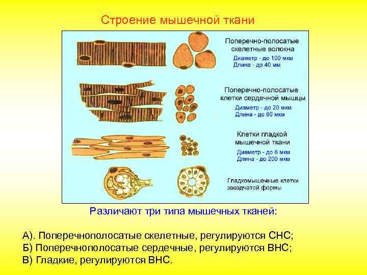    Строение мышечной ткани   Различают три типа мышечных тканей: 
