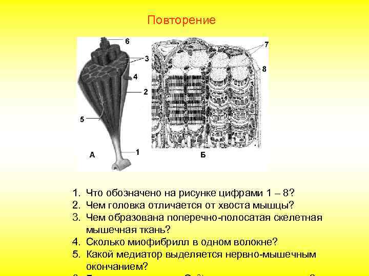    Повторение 1. Что обозначено на рисунке цифрами 1 – 8? 2.