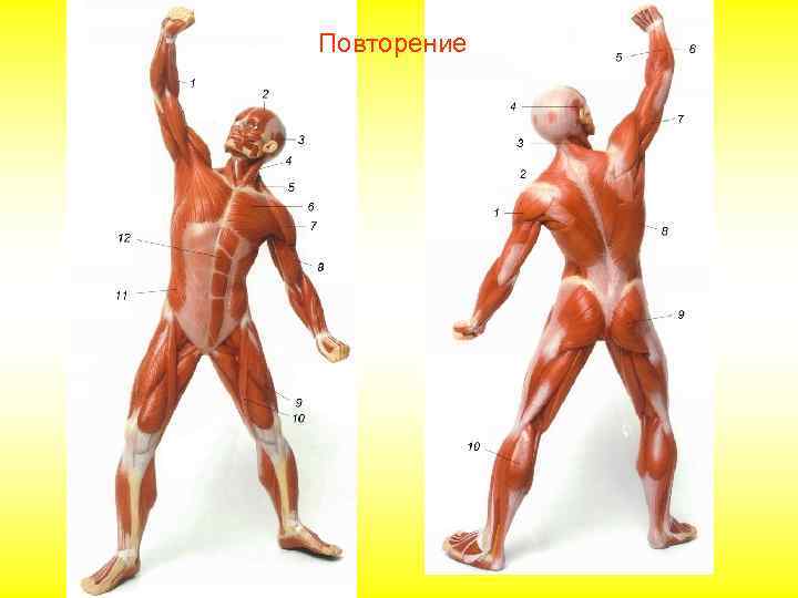 Повторение 