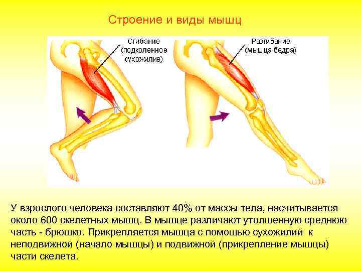 Работа мышц примеры. Мышцы антагонисты синергисты агонисты. Мышцы сгибатели и разгибатели ноги. Мышцы сгибатели бедра. Мышцы сгибатели и разгибатели коленного сустава.