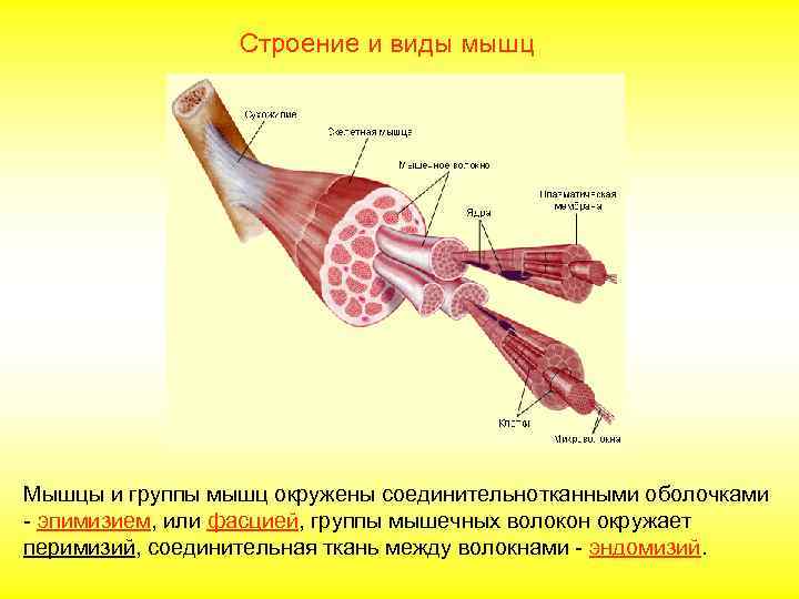   Строение и виды мышц Мышцы и группы мышц окружены соединительнотканными оболочками