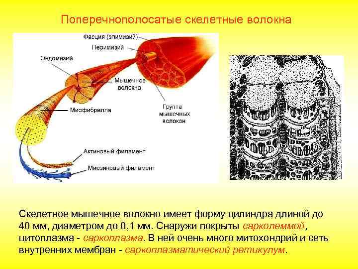 Мышечное волокно фото