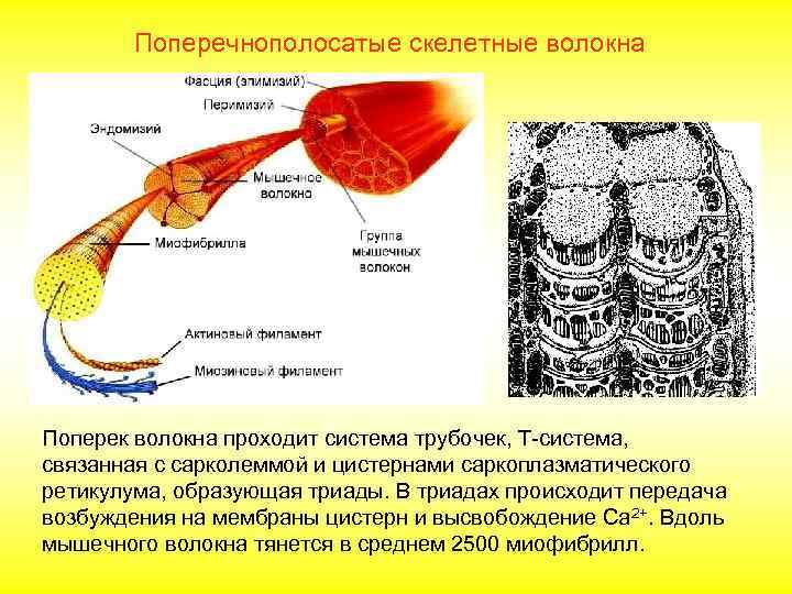   Поперечнополосатые скелетные волокна Поперек волокна проходит система трубочек, Т-система, связанная с сарколеммой