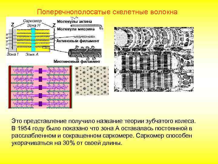   Поперечнополосатые скелетные волокна Это представление получило название теории зубчатого колеса. В 1954