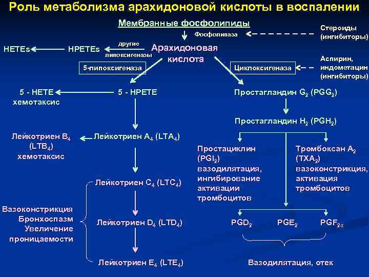  Роль метаболизма арахидоновой кислоты в воспалении      Мембранные фосфолипиды