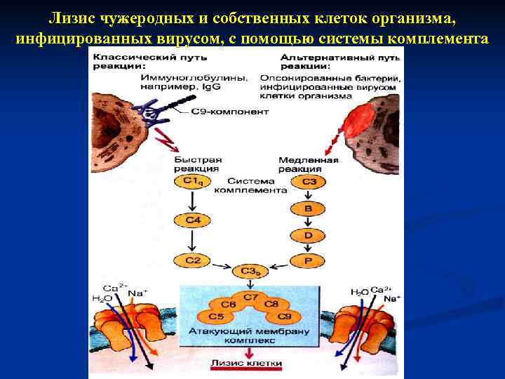   Лизис чужеродных и собственных клеток организма, инфицированных вирусом, с помощью системы комплемента
