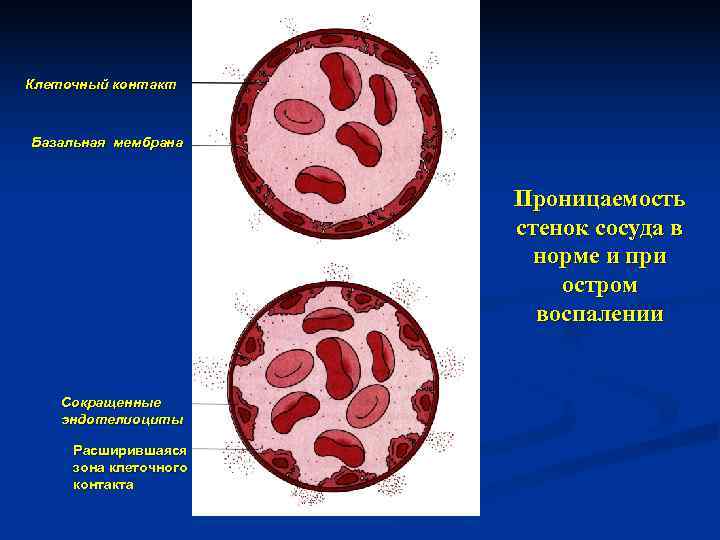 Клеточный контакт  Базальная мембрана      Проницаемость   