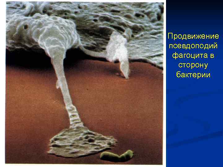 Продвижение псевдоподий фагоцита в  сторону  бактерии 