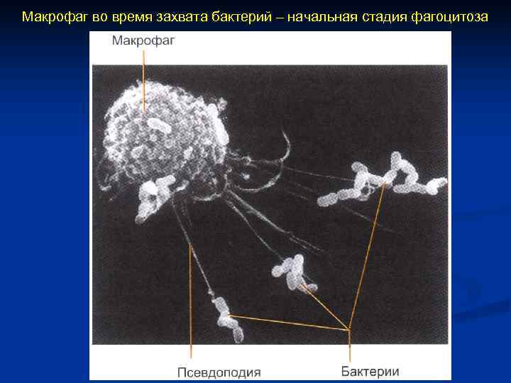 Макрофаг во время захвата бактерий – начальная стадия фагоцитоза 
