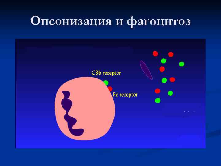 Опсонизация и фагоцитоз 