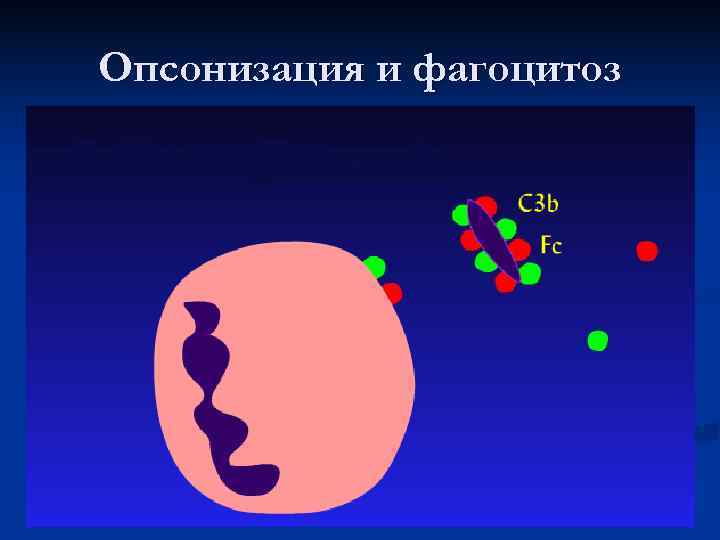 Опсонизация и фагоцитоз 