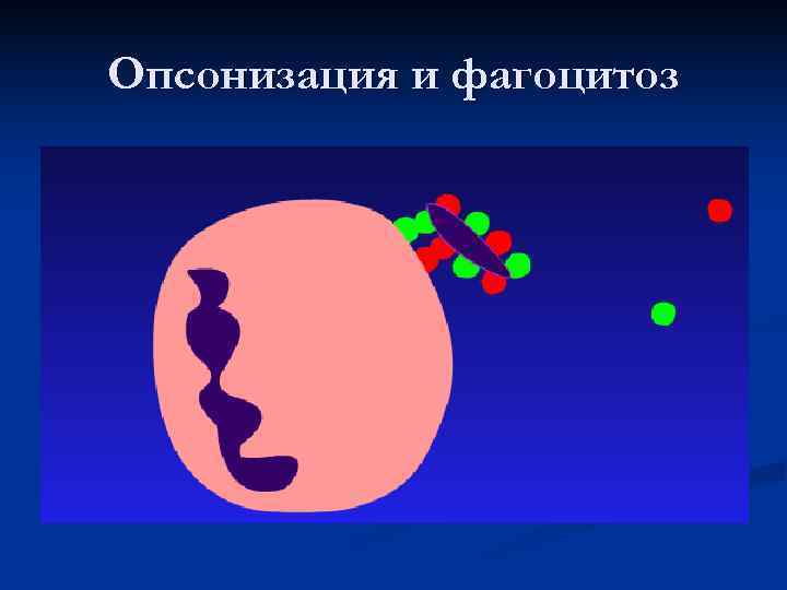 Опсонизация и фагоцитоз 