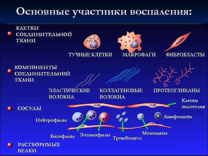 Клетки воспаления. Макрофаги это лейкоциты. Клетки участники воспаления. Лейкоциты воспалительный процесс. Макрофаги воспаление.