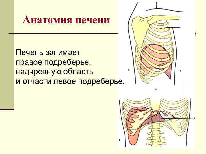  Анатомия печени Печень занимает правое подреберье, надчревную область и отчасти левое подреберье. 