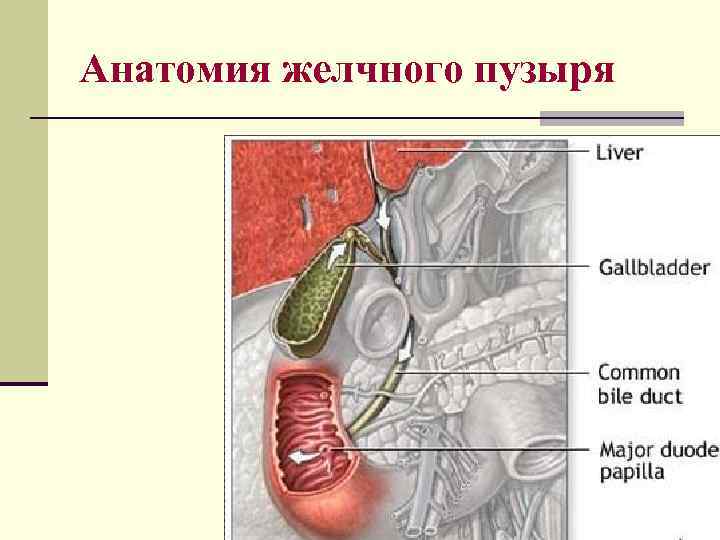 Анатомия желчного пузыря 