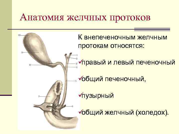 Анатомия желчных протоков  К внепеченочным желчным  протокам относятся:   üправый и