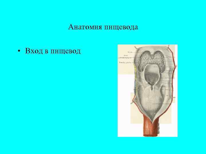   Анатомия пищевода  • Вход в пищевод 