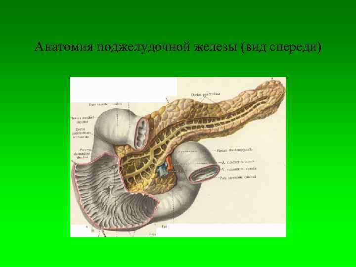 Анатомия поджелудочной железы (вид спереди) 