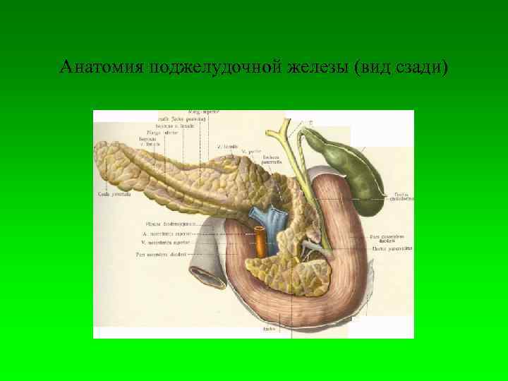 Анатомия поджелудочной железы (вид сзади) 