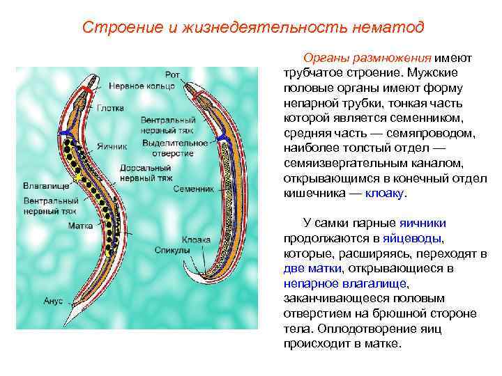 Строение и жизнедеятельность нематод     Органы размножения имеют   