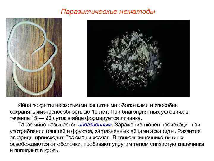    Паразитические нематоды  Яйца покрыты несколькими защитными оболочками и способны сохранять