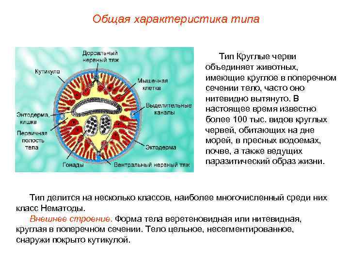    Общая характеристика типа    Тип Круглые черви  