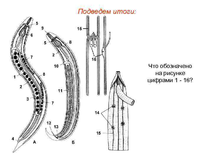 Подведем итоги:    Что обозначено     на рисунке 