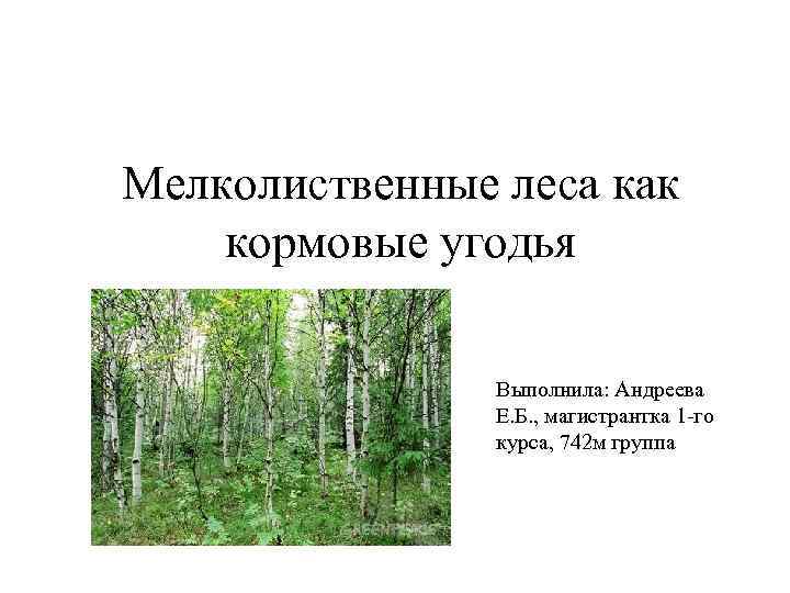Мелколиственные леса как кормовые угодья Выполнила: Андреева Е. Б. , Мелколиственные леса как кормовые угодья Выполнила: Андреева Е. Б. ,