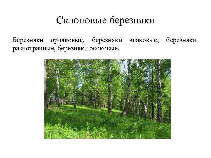 Склоновые березняки Березняки орляковые, березняки злаковые, березняки разнотравные, березняки осоковые. Склоновые березняки Березняки орляковые, березняки злаковые, березняки разнотравные, березняки осоковые.