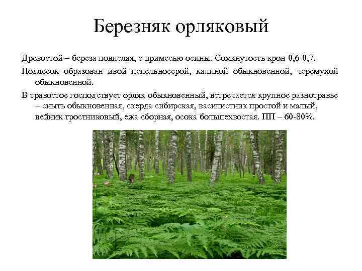 Березняк орляковый Древостой – береза повислая, с примесью осины. Сомкнутость крон Березняк орляковый Древостой – береза повислая, с примесью осины. Сомкнутость крон