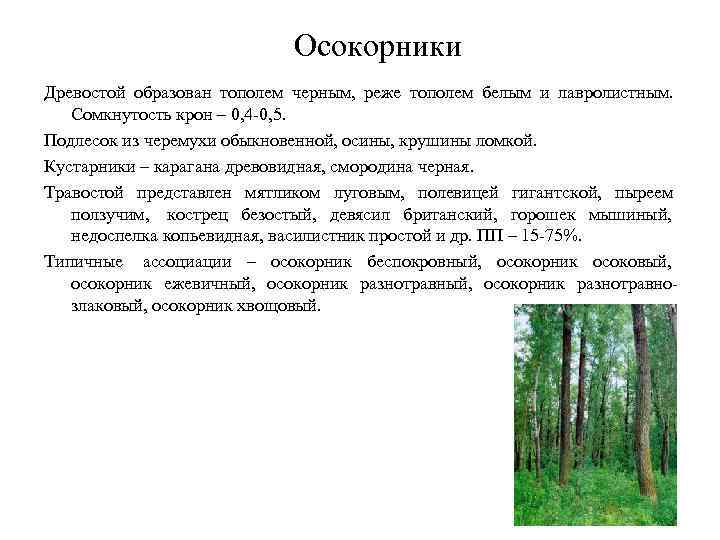 Осокорники Древостой образован тополем черным, реже тополем белым Осокорники Древостой образован тополем черным, реже тополем белым