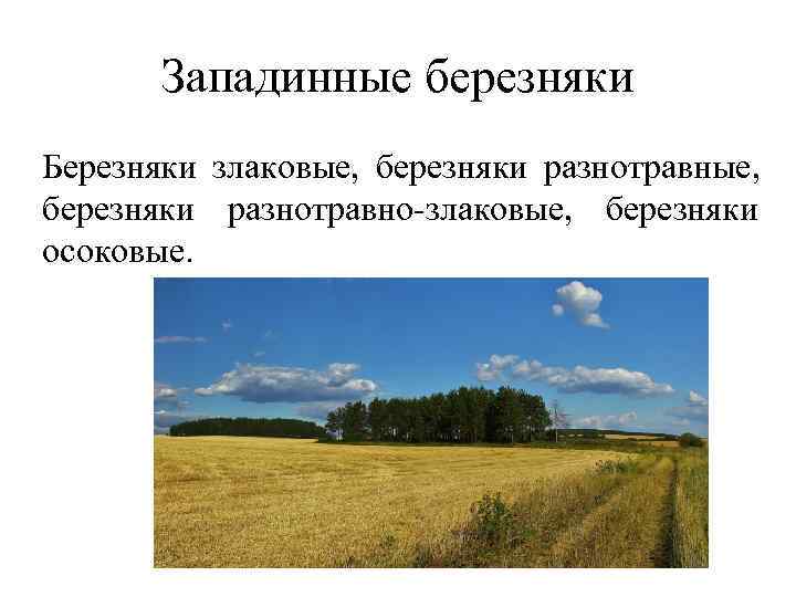 Западинные березняки Березняки злаковые, березняки разнотравно-злаковые, березняки осоковые. Западинные березняки Березняки злаковые, березняки разнотравно-злаковые, березняки осоковые.