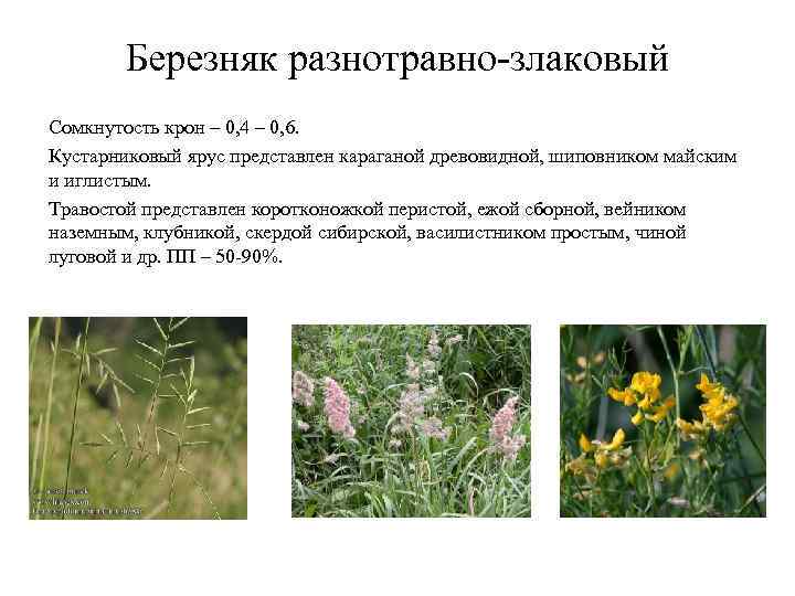 Березняк разнотравно-злаковый Сомкнутость крон – 0, 4 – 0, 6. Кустарниковый ярус Березняк разнотравно-злаковый Сомкнутость крон – 0, 4 – 0, 6. Кустарниковый ярус