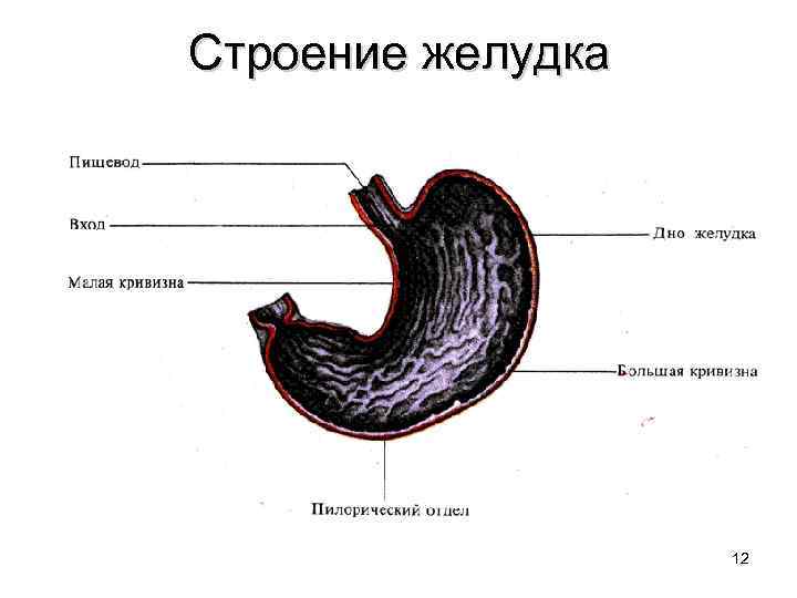 Строение желудка    12 