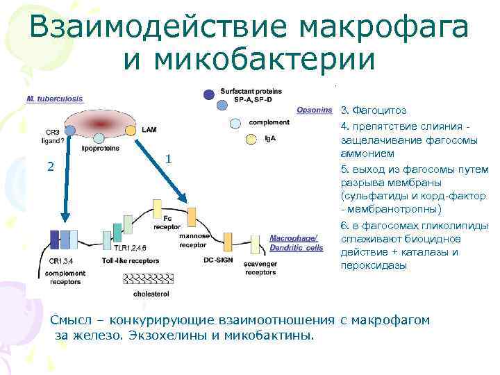 Взаимодействие макрофага и микобактерии       •  3. Фагоцитоз