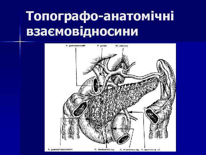 Топографо-анатомічні взаємовідносини Топографо-анатомічні взаємовідносини