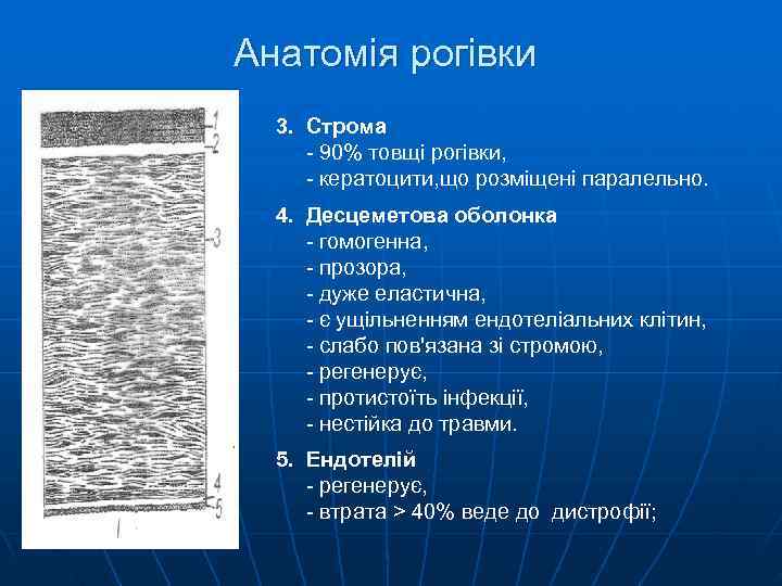 Анатомія рогівки  3. Строма - 90% товщі рогівки,  - кератоцити, що розміщені