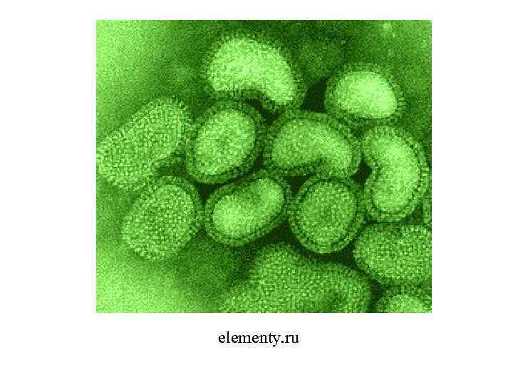 elementy. ru 