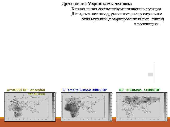      Древо линий Y хромосомы человека    
