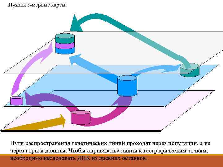 Нужны 3 -мерные карты Пути распространения генетических линий проходят через популяции, а не через