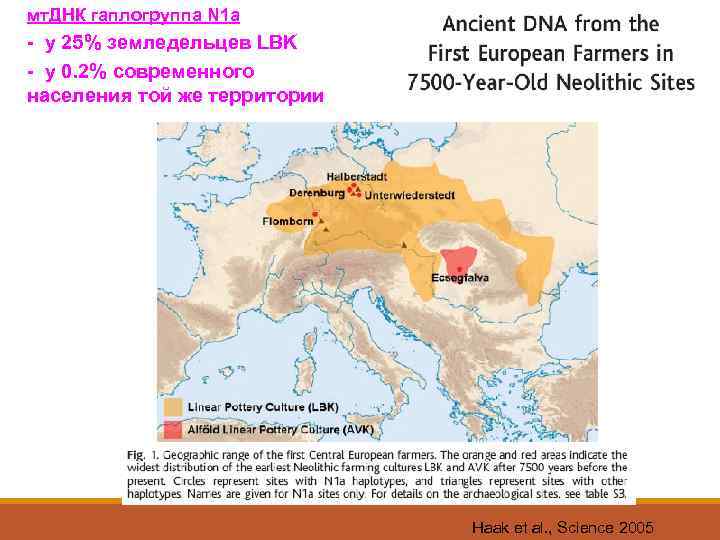 мт. ДНК гаплогруппа N 1 a - у 25% земледельцев LBK - у 0.